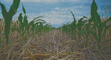 Foto de un campo sembrado con colza.