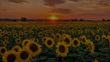 Campo de girasoles. 