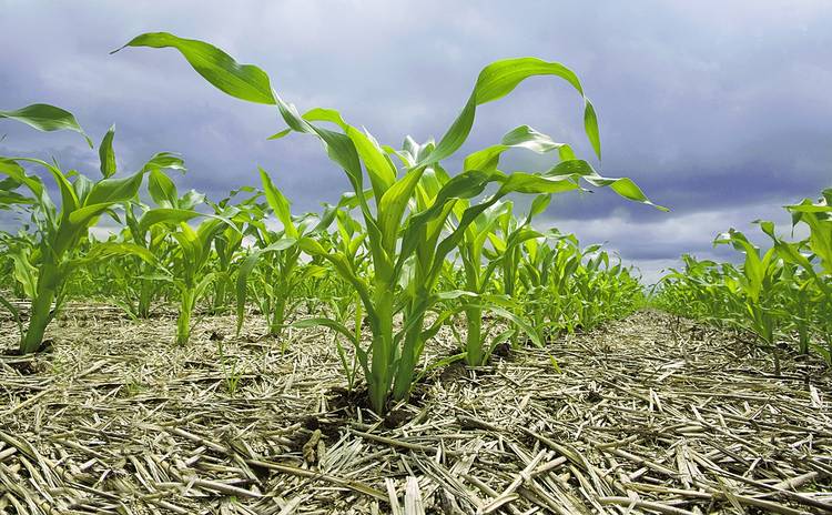 En el maíz, el monitoreo de cultivos es estratégico para seguir de cerca su sanidad.