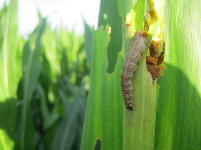 La biotecnología ha contribuido a controlar las plagas en maíz, como por ejemplo el gusano cogollero.