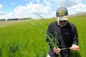 Revisando las hojas del trigo, en pleno lote. La fertilización variable puede ayudar al cereal a expresar todo potencial.