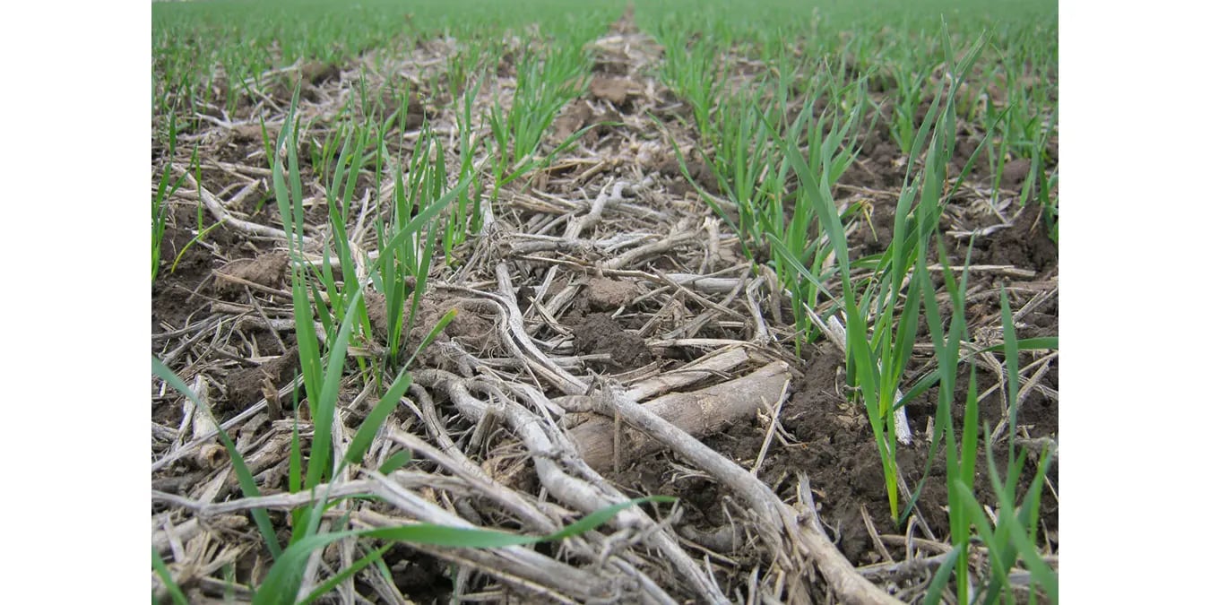 En un lote de trigo sembrado sobre rastrojo de maíz, el monitoreo agrícola arranca temprano en la actual campaña.