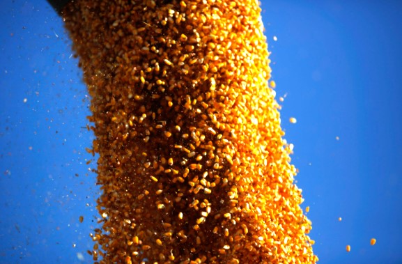 Descarga de granos de maíz