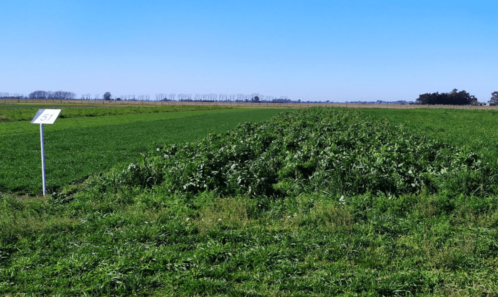 Lote verde y extenso