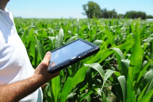 Monitoreo de plagas y enfermedades en un lote de maíz a través de un tablet
