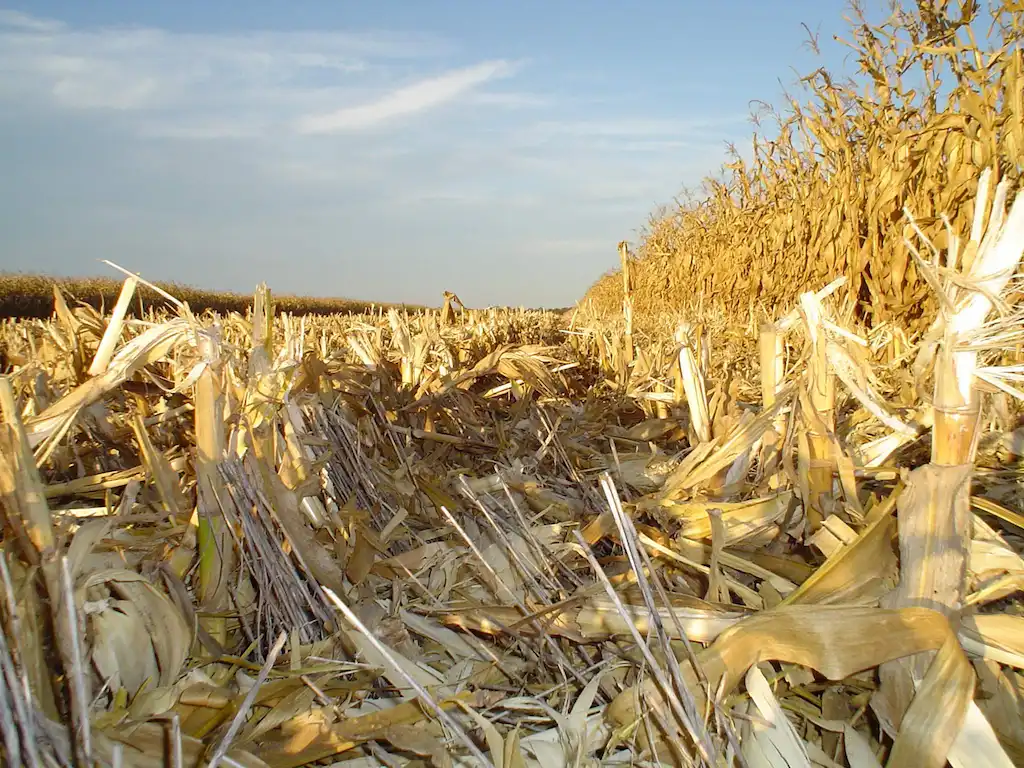 Cultivo en un lote de maíz