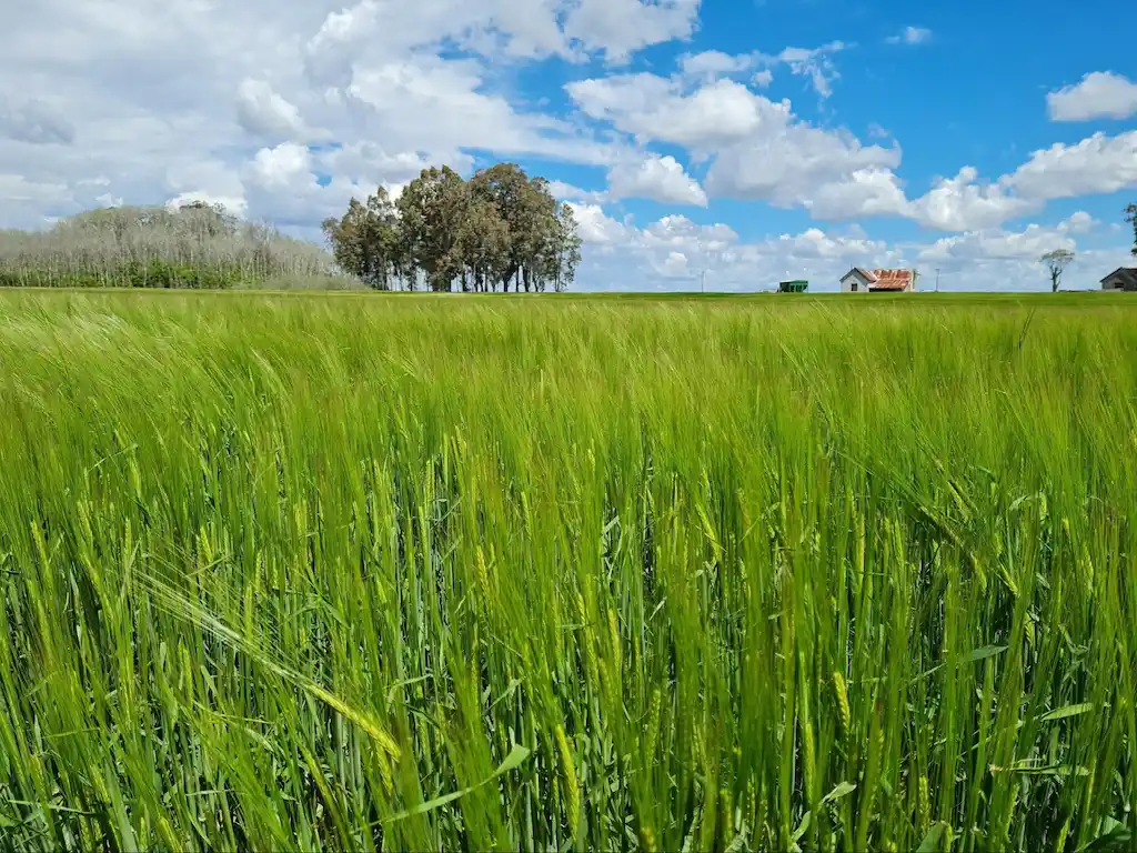 Lote de trigo basado en agricultura sustentable