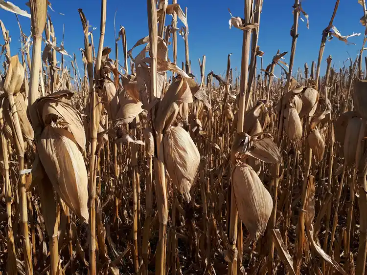 rinde de maiz en cordoba fieldview