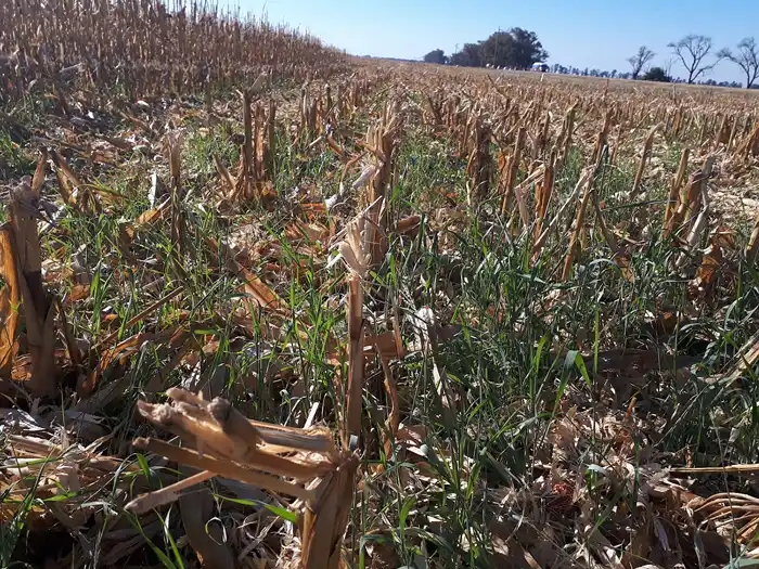 rindes en cordoba fieldview